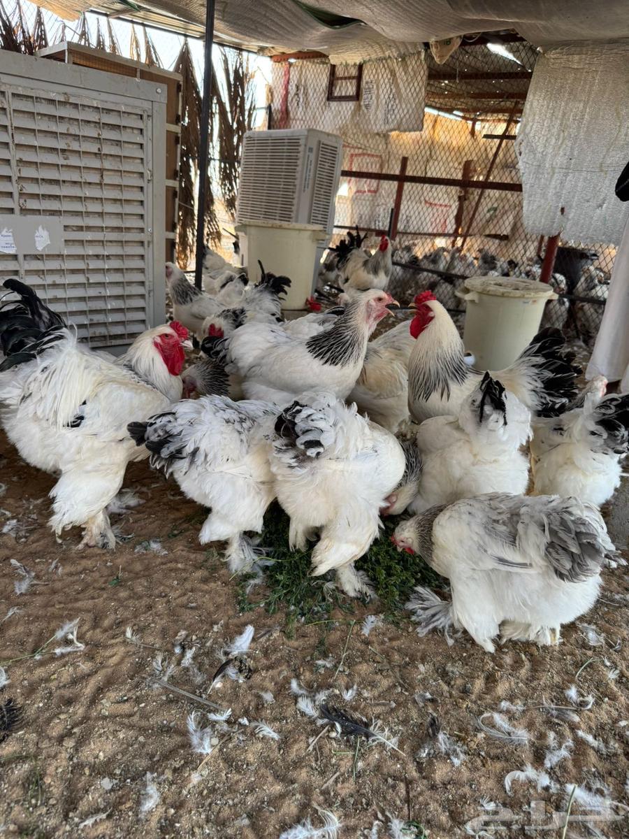 دجاج براهما كولمبي بياض64469098828545110