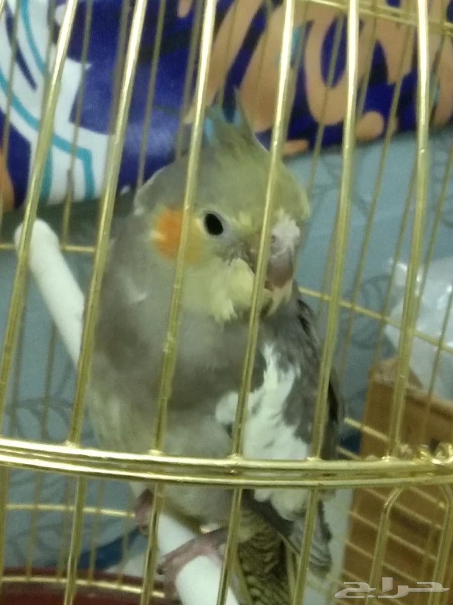 Crowan64471580822019110