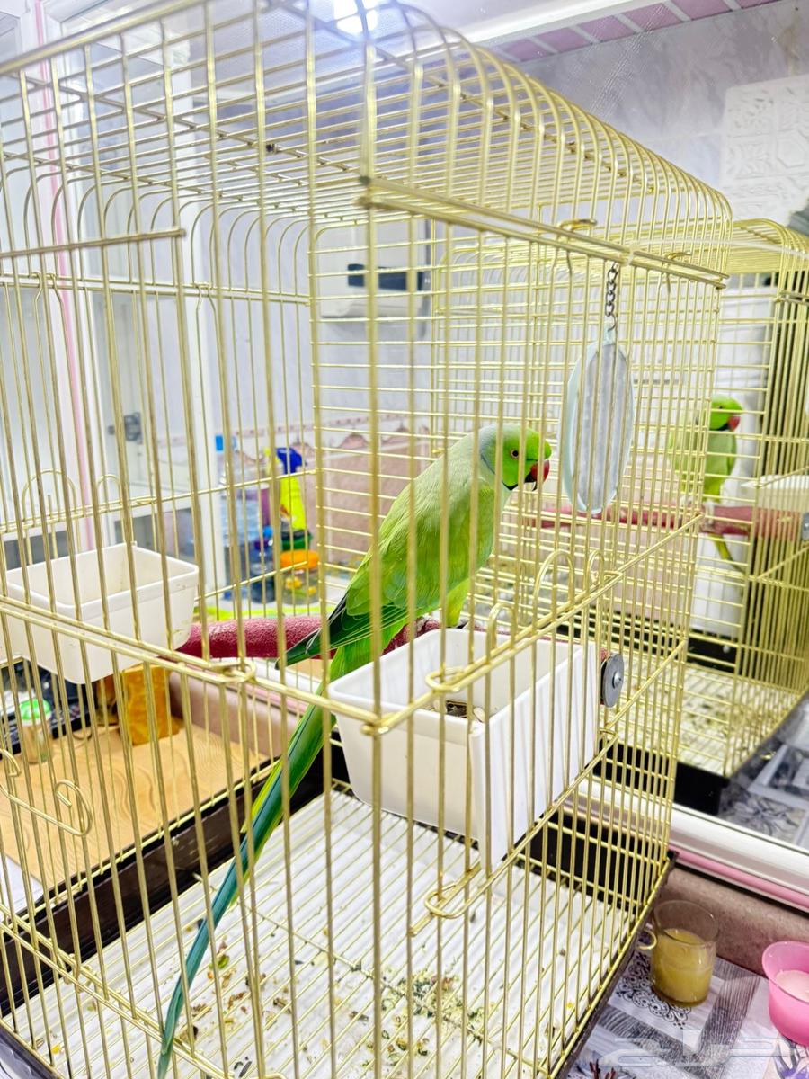 للبيع دره اليفه متكلمه64470168729474112