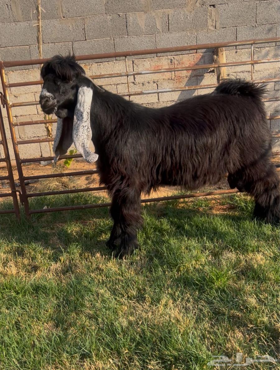 Luxury Buck Goat64468996931202110