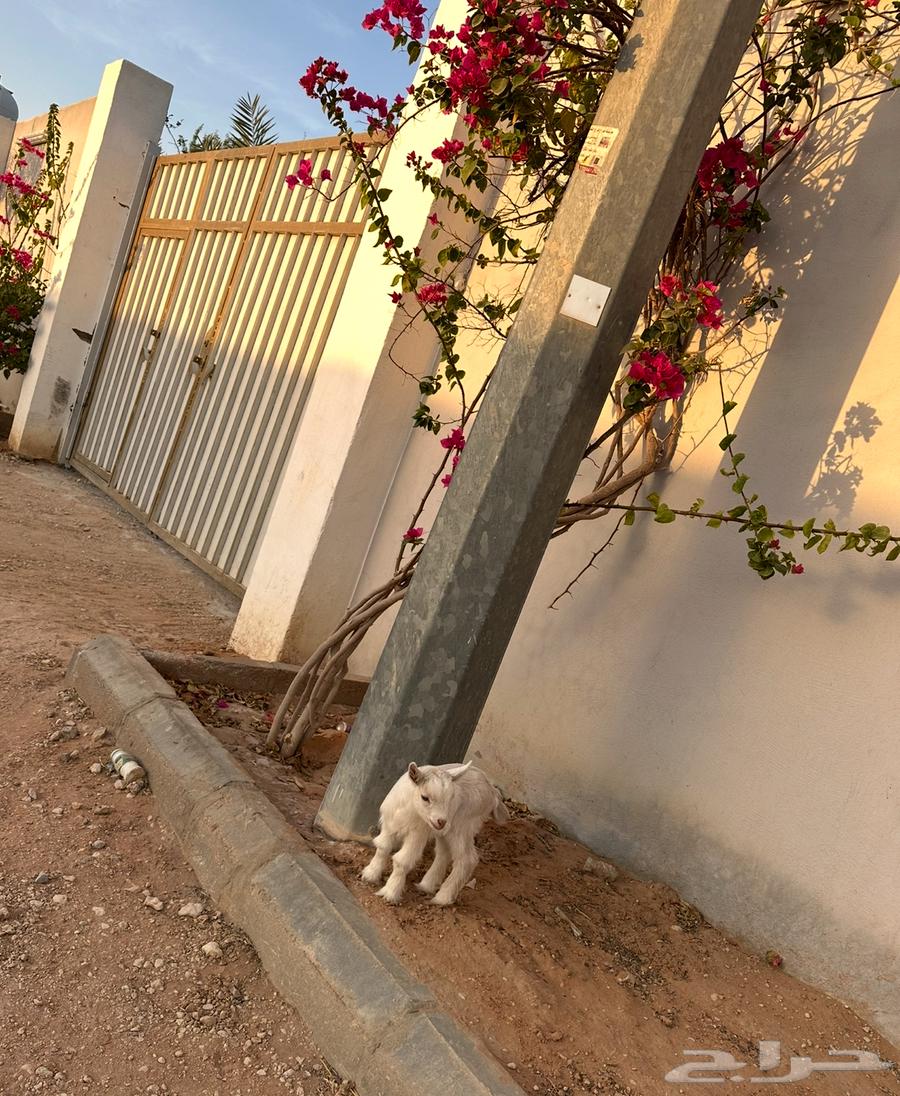 Dwarf goat for sale, small size, age 9 days64465535495041110