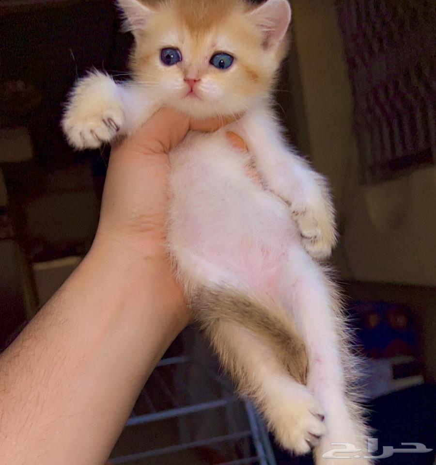 سكوتش قولد مستوى مميز64430462085506111