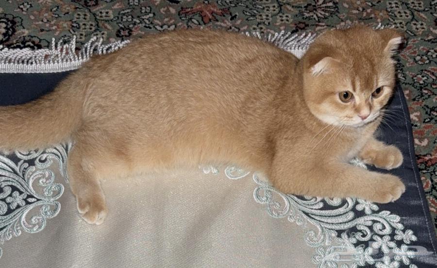 قطط سكوتش فولد للبيع64465099959042110