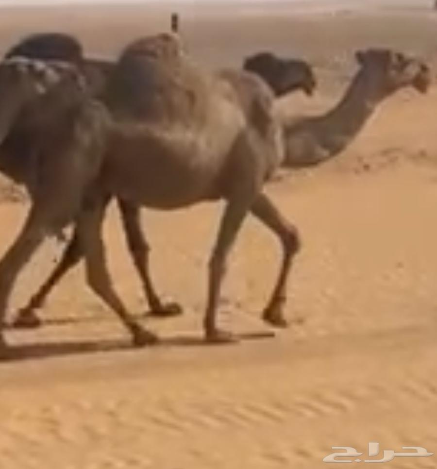 For sale, a red camel with good gait64465367412995110