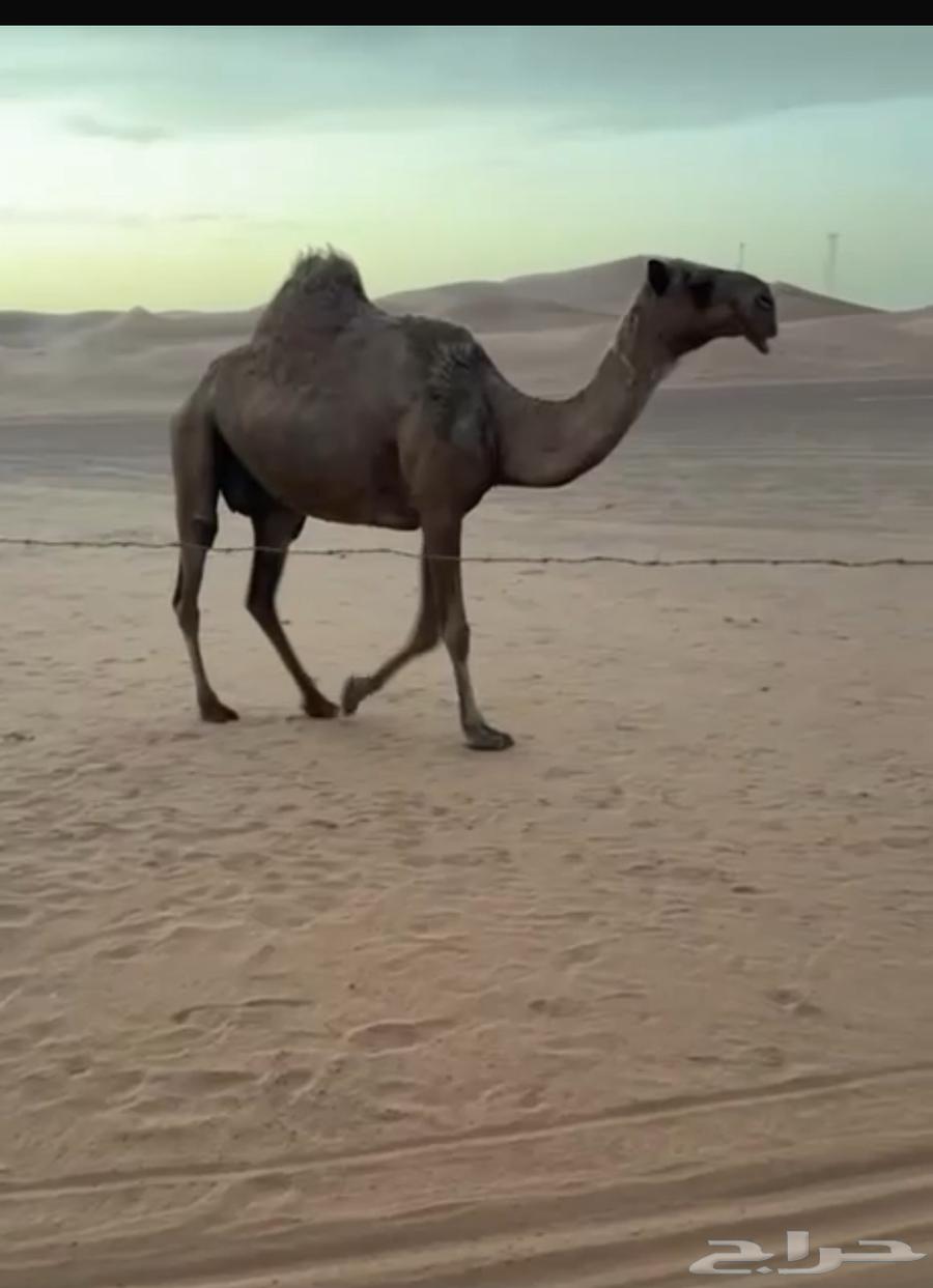 For sale, a red camel with good gait64465367412995113