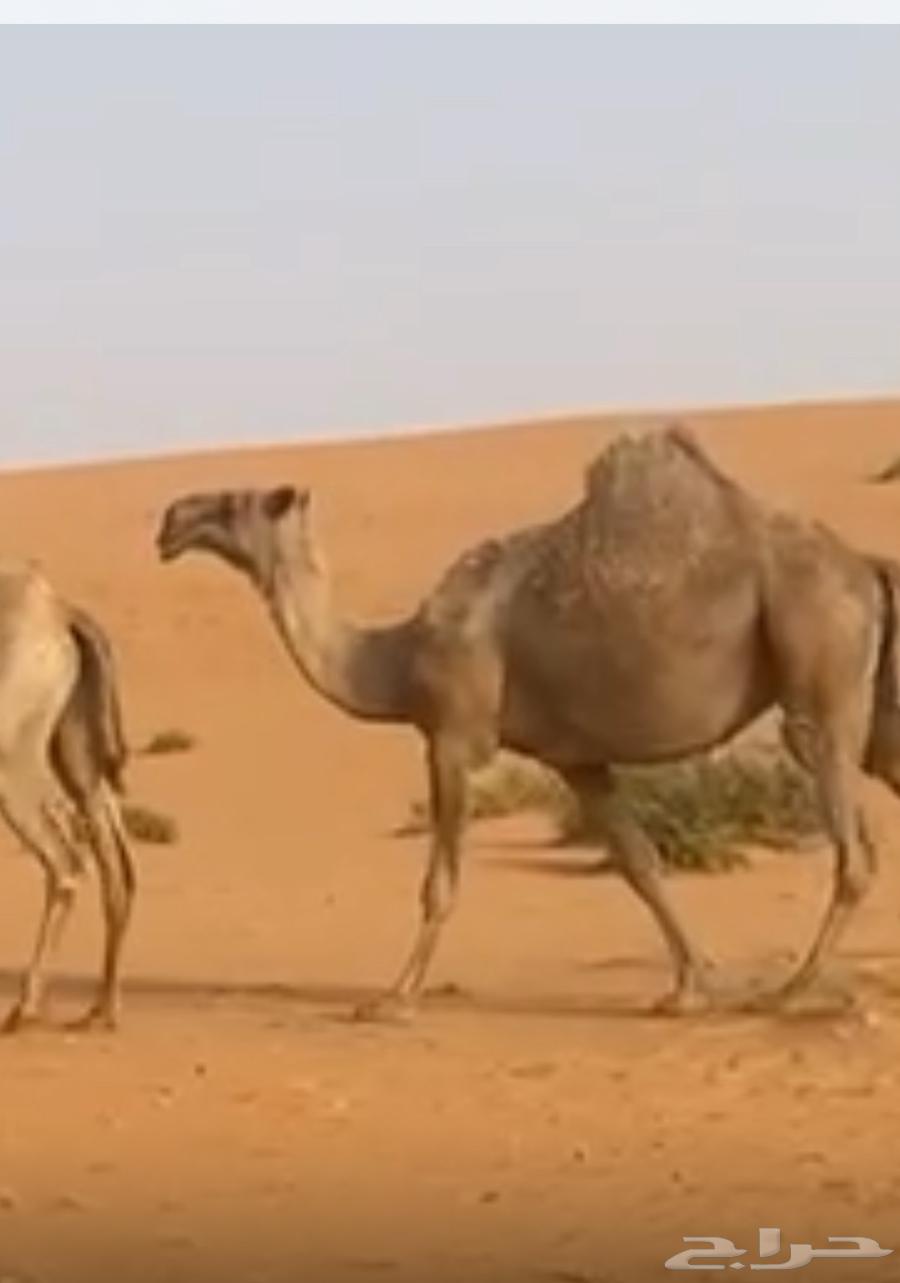 For sale, a red camel with good gait64465367412995111