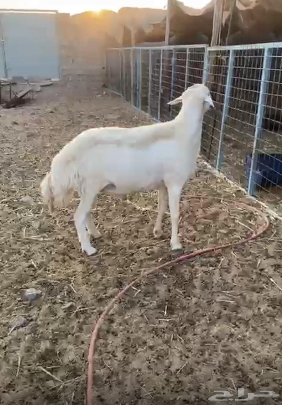 فحل حري للبيع64468148392835111