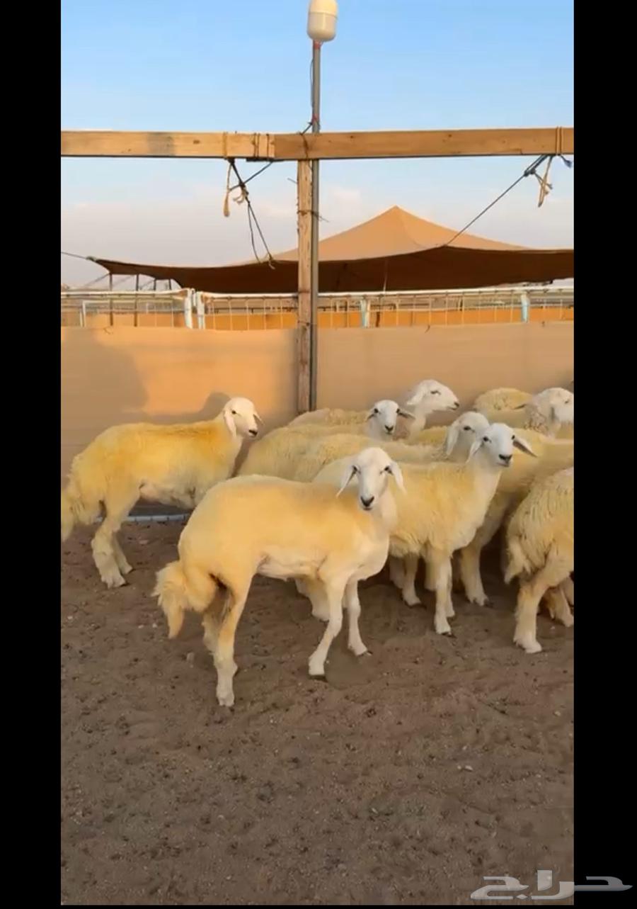 Rkhal trunks are hot and the price is appropriate64465730952706110