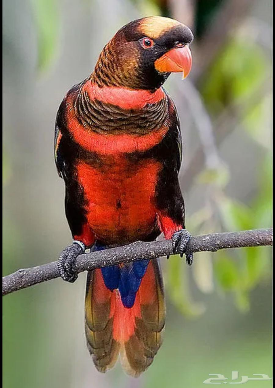 فروخ لوري دسكي مباع64469057720706112