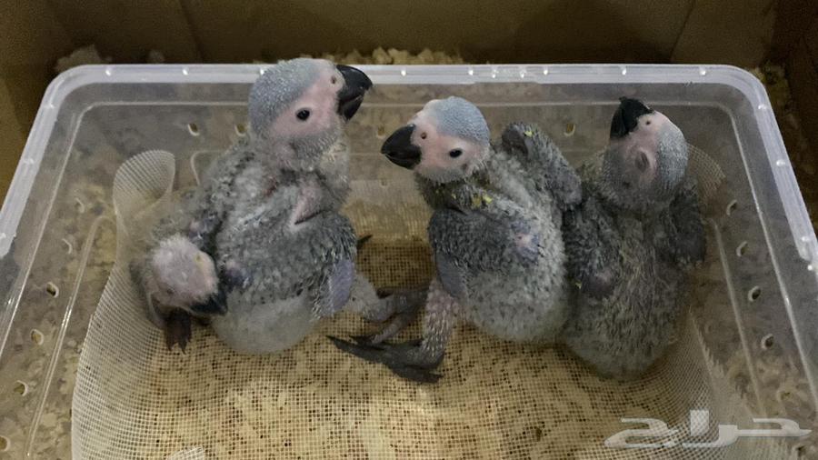 Kasco Chicks64469126375042110