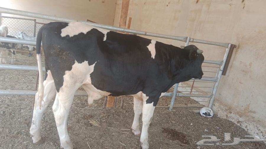 عجل حسيل معبي لحم يا مدور الزين64466712096513110