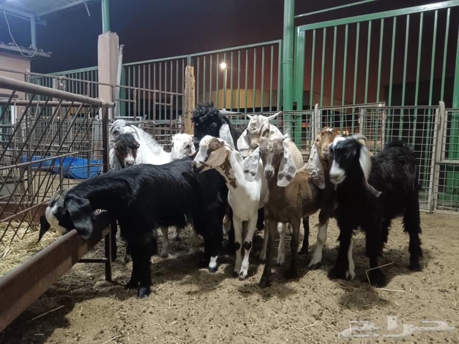 تيوس للبيع64431698805761114