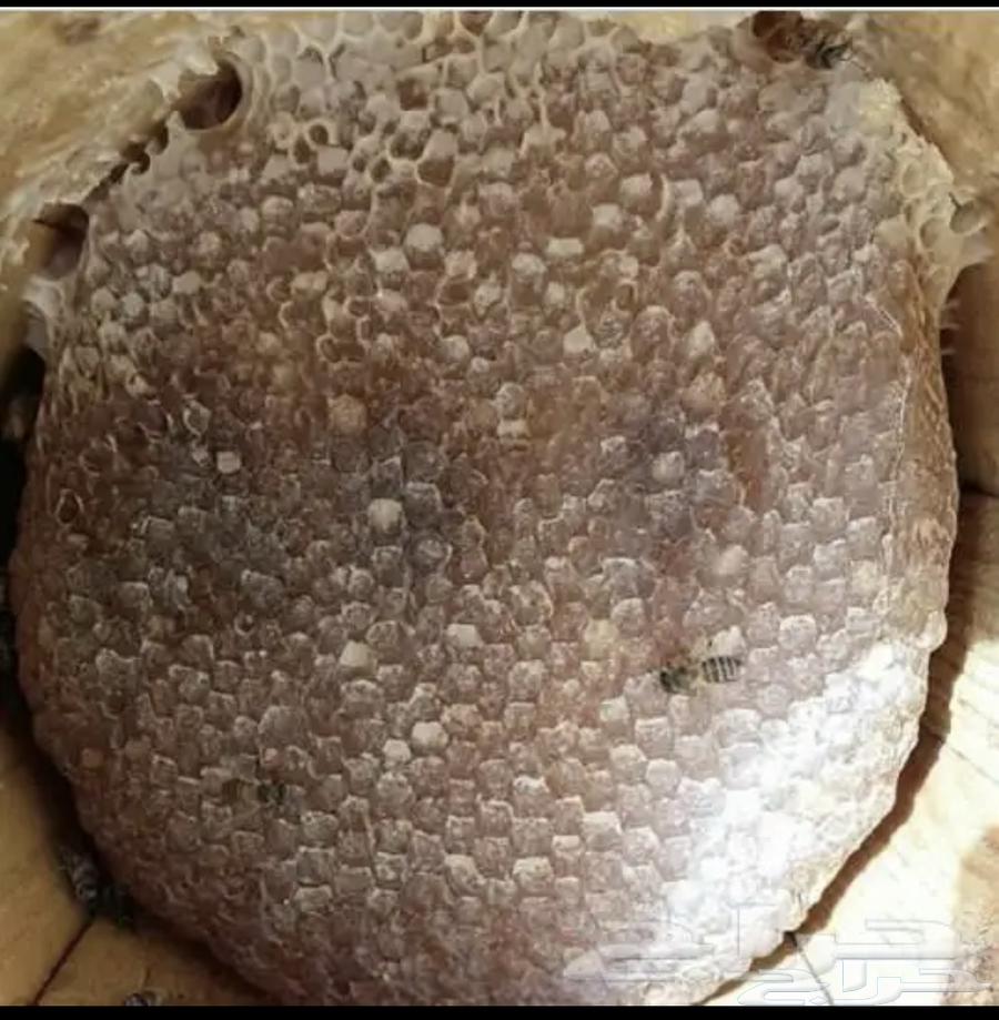 Mountain Sidr and Samrah Honey, Guaranteed Quality and Trust64464688712833110