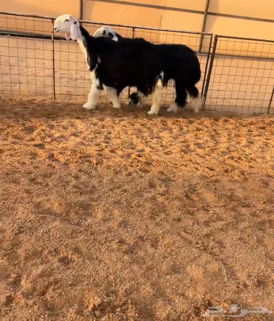 رخال نجد صنف64469057688321110