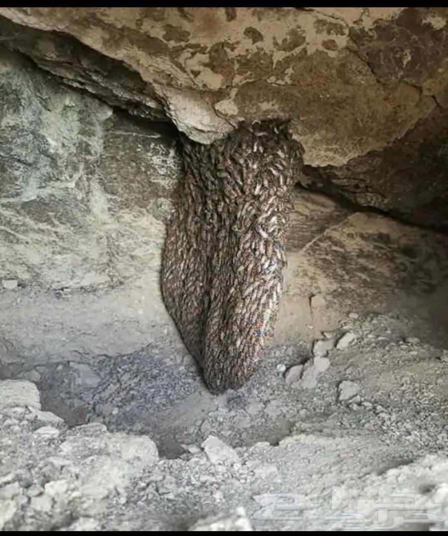 Mountain Sidr and Samrah Honey, Guaranteed Quality and Trust64464688712833114