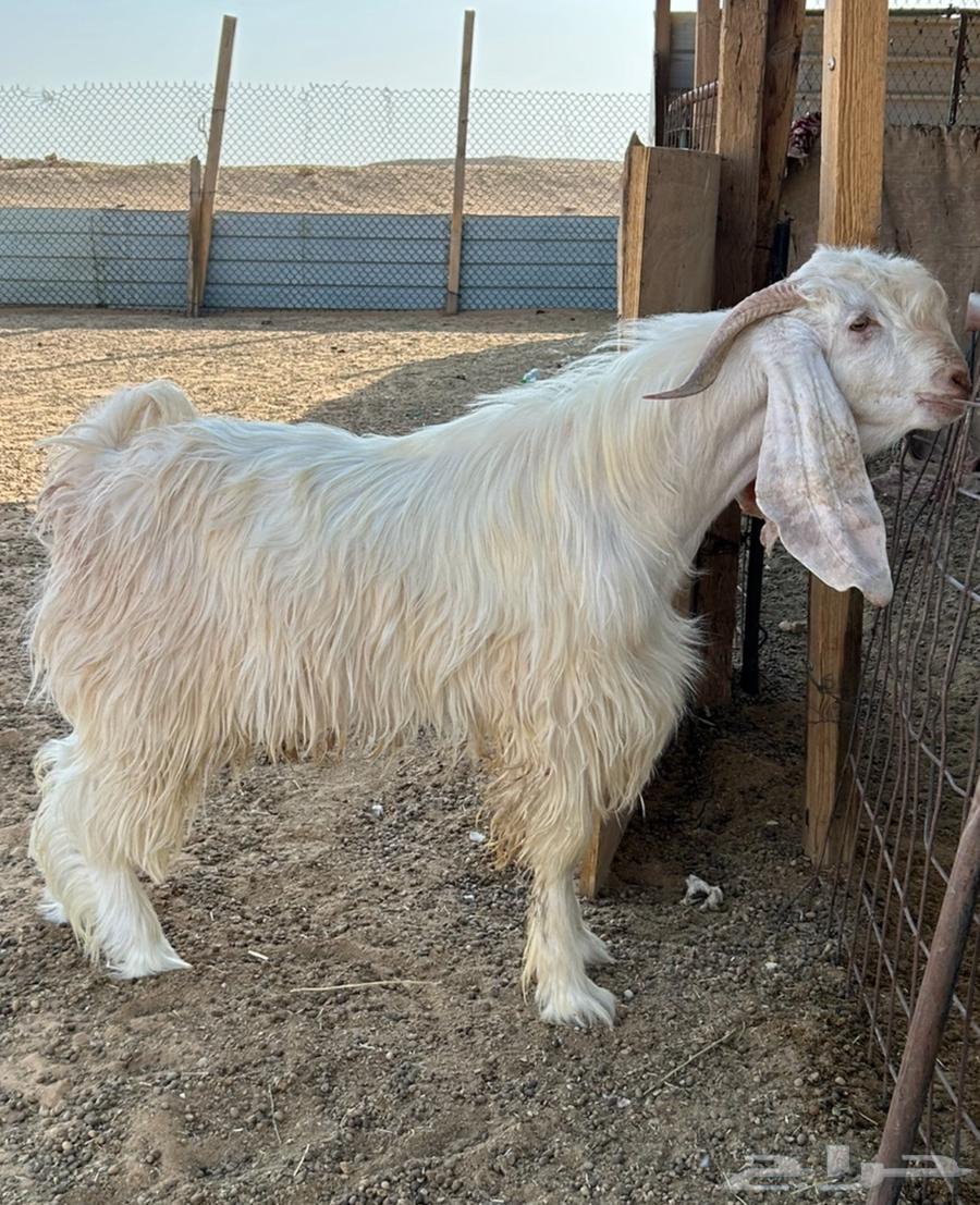 للبيع تيس عارضي ابيض صنف الصنف64470525467521110