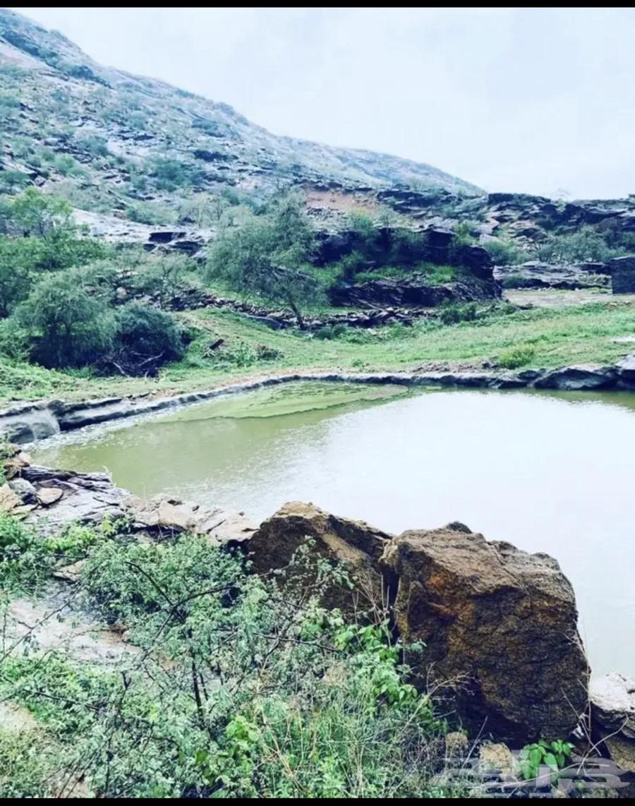 Mountain Sidr and Samrah Honey, Guaranteed Quality and Trust64464688712833112