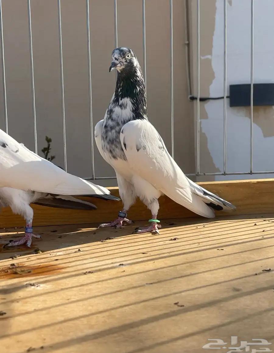 للبيع طيور سأسات خارجية64469362603393110