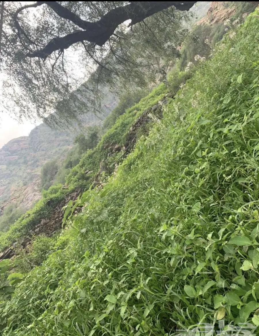 Mountain Sidr and Samrah Honey, Guaranteed Quality and Trust64464688712833113