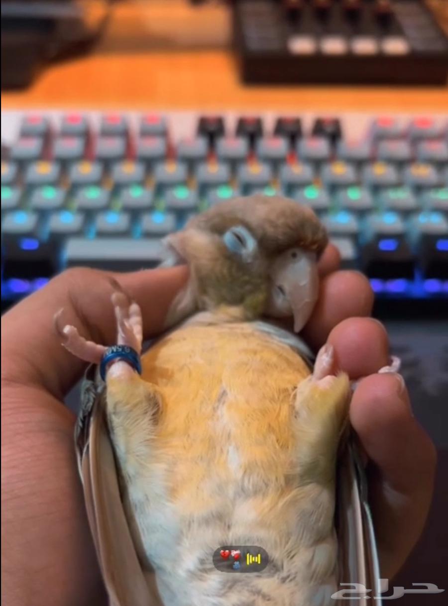 Cinnamom Monk Parrot, Talking and Very Tame - For Sale64469181192322111