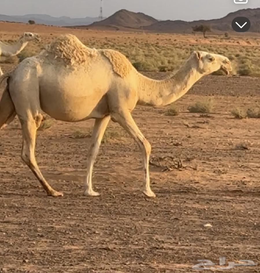 بكره القحه ساسه با تليه طيب بكر للبيع64470086607361111