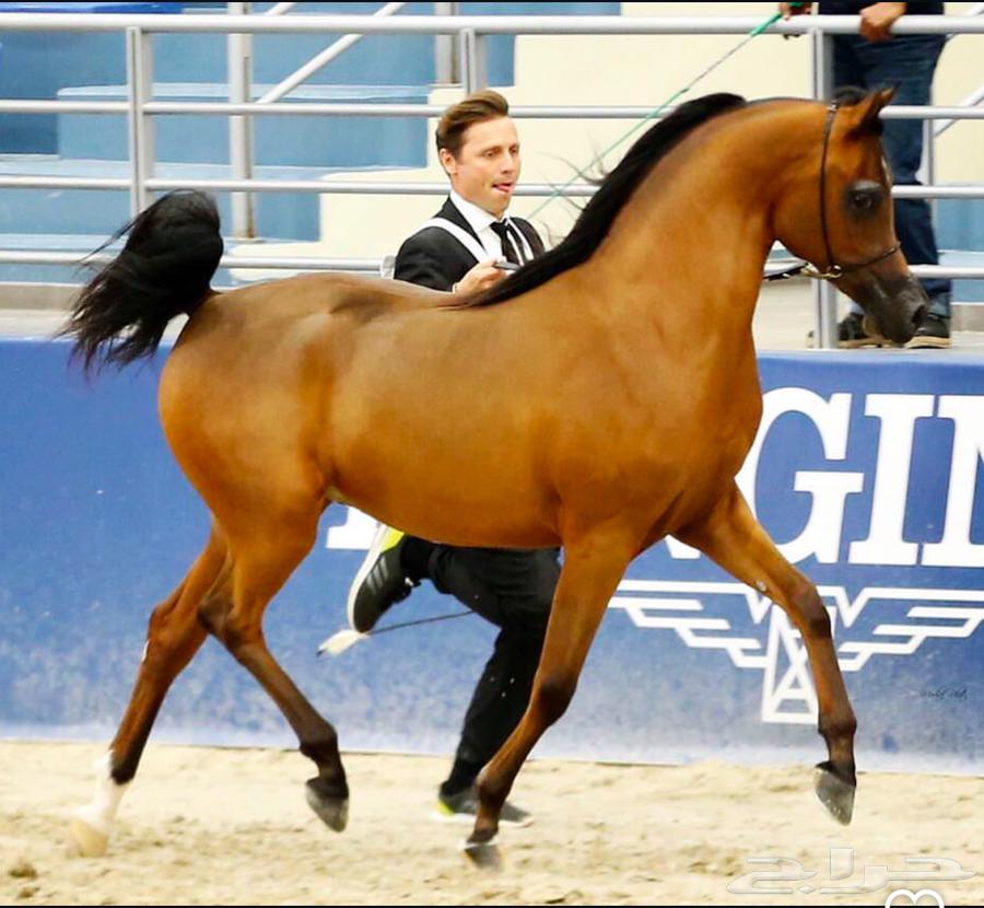 بنت الفحل غياث البداير64465814906498110