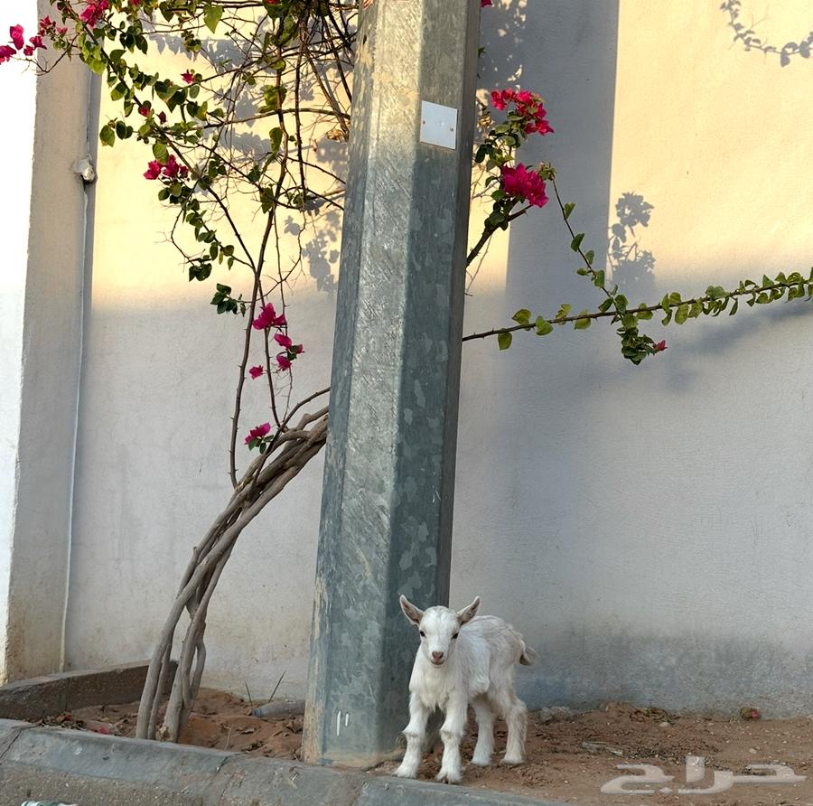 Dwarf goat for sale, small size, age 9 days64465535495041111