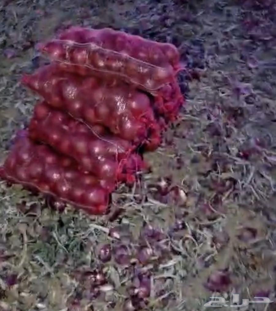 Onions for sale in Hail, available at Al-Wadi with delivery for bulk quantities64468920379009111