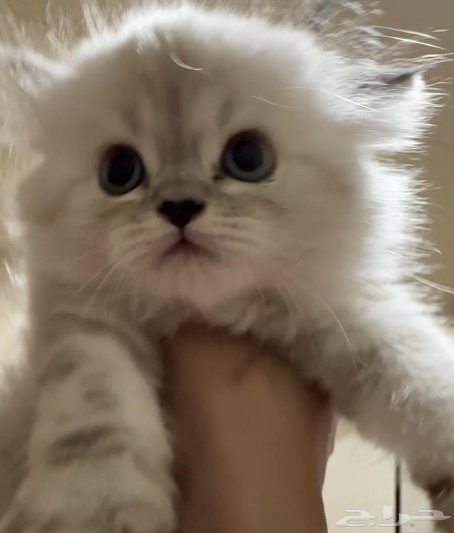 قطط هملايا شوكلت بيور64471622118273110