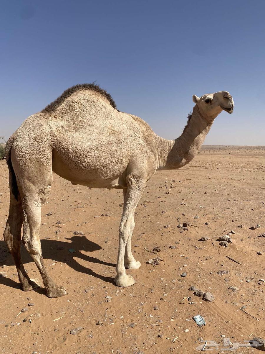 بكره للبيع64469837015937111