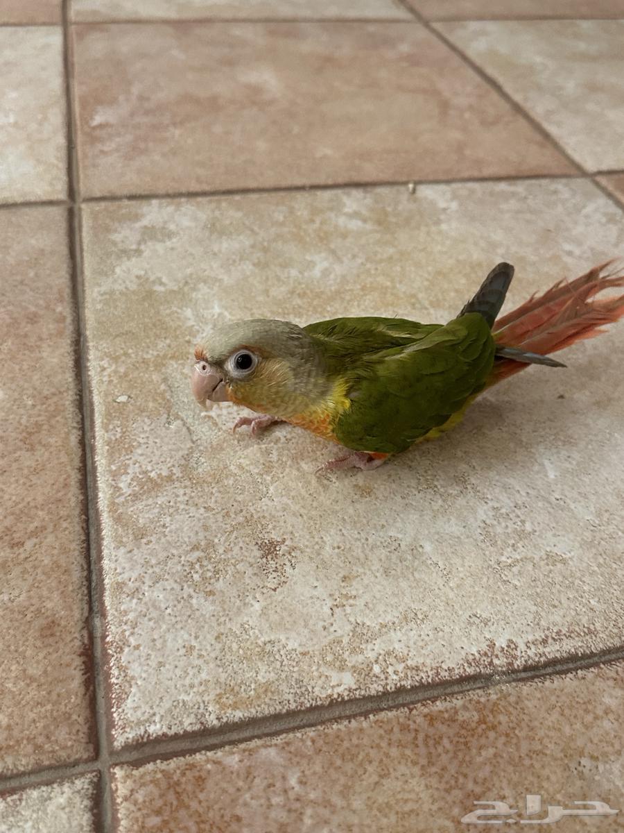 Pineapple's corner64469767289217111