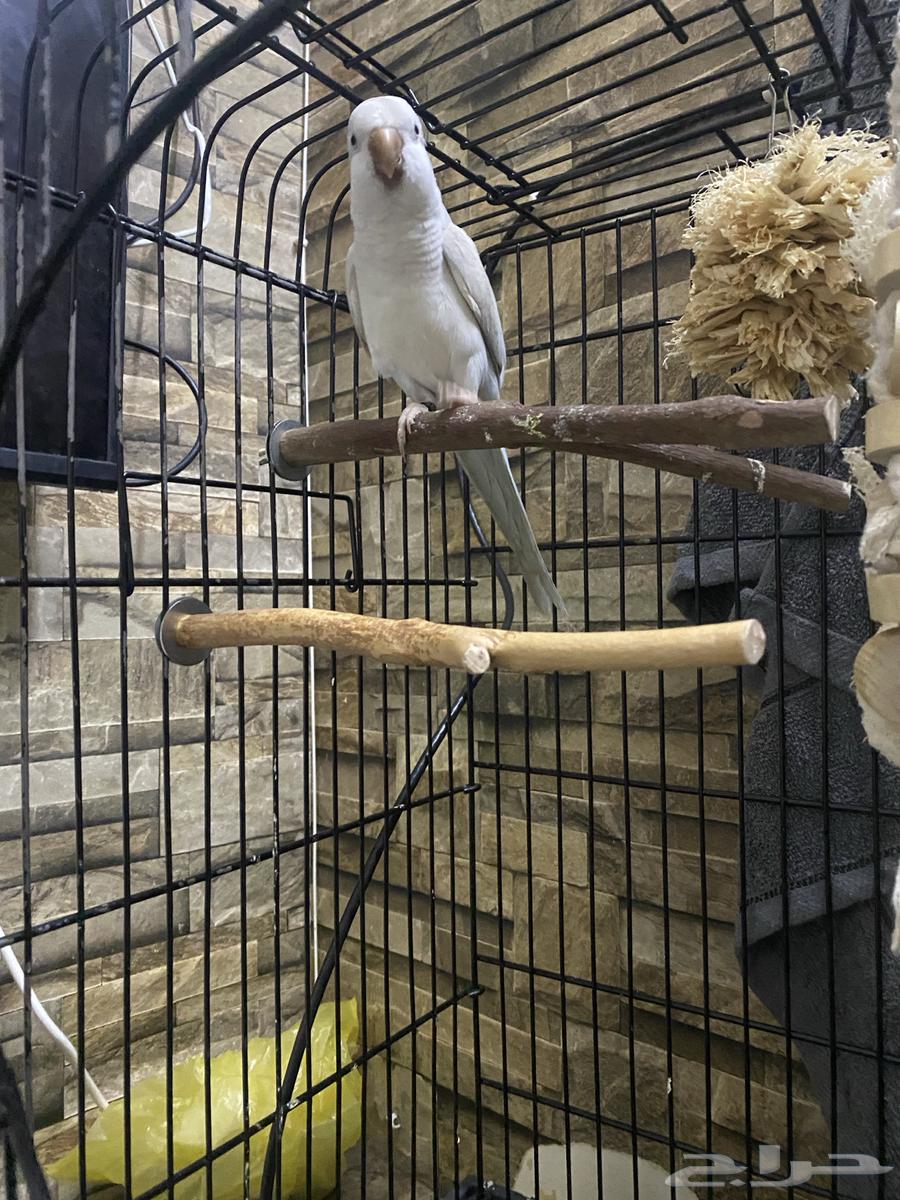 كويكر ذكر معاه شهادة دايلوت متكلم اليف وهدد نظافة ماشالله64466516445186113