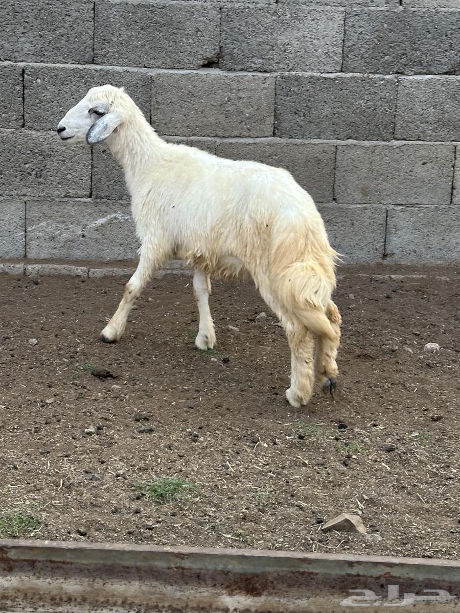 Rakhl64469071329411111