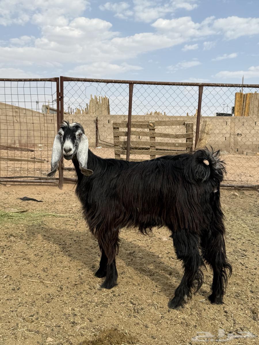 للبيع جذعه حليب طيبه64468426161155110