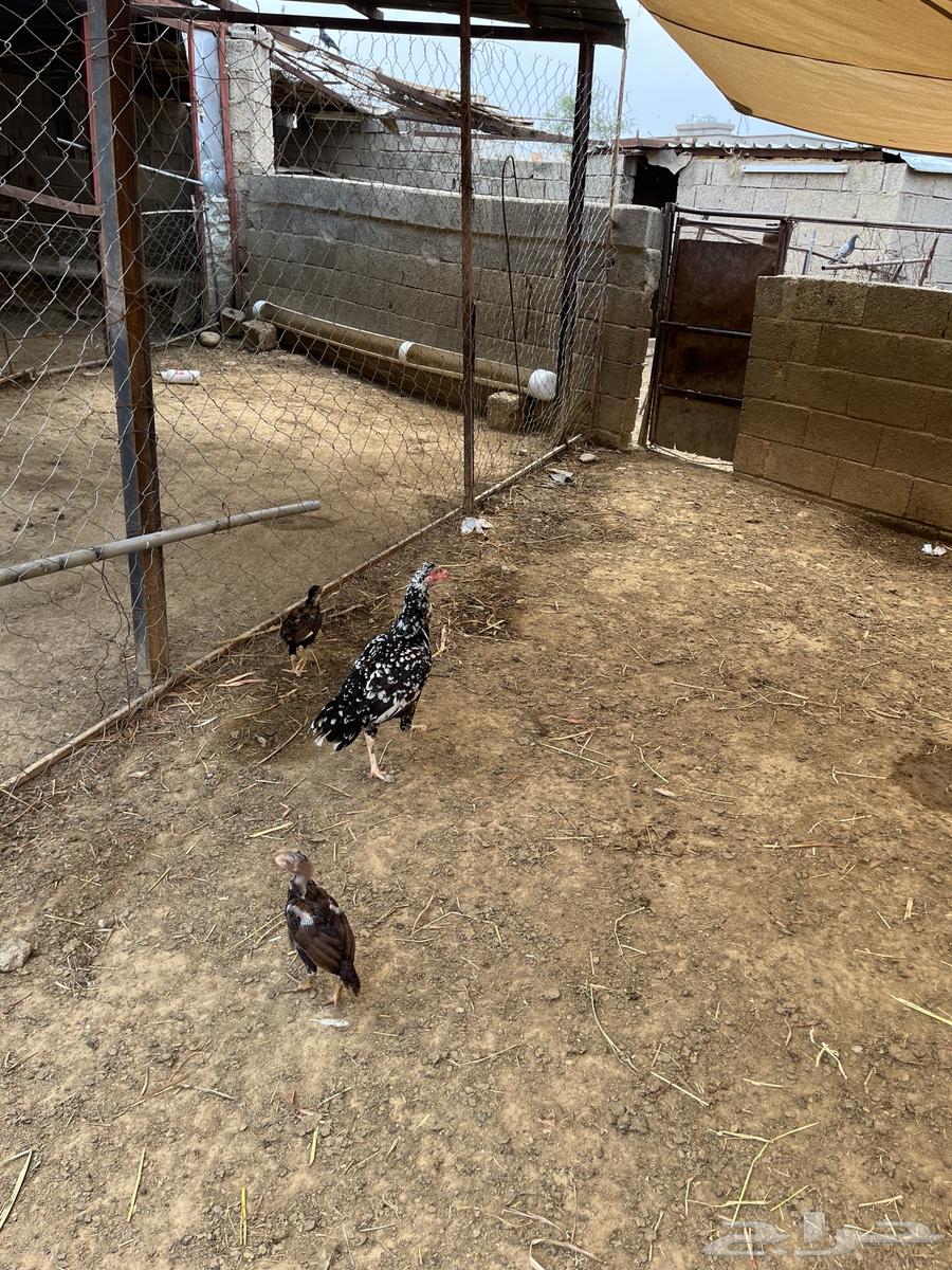 دجاج سندي بيور64468678157443113