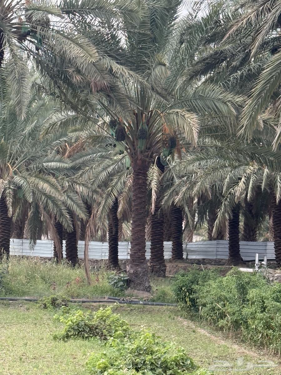 نخل للبيع64468691771650112