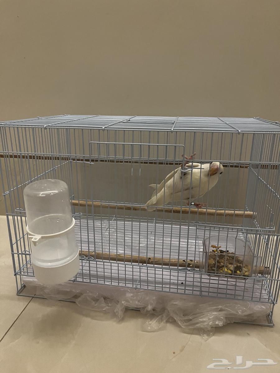 طير روز هدد خارجي داخلي نشبه64469432030849112