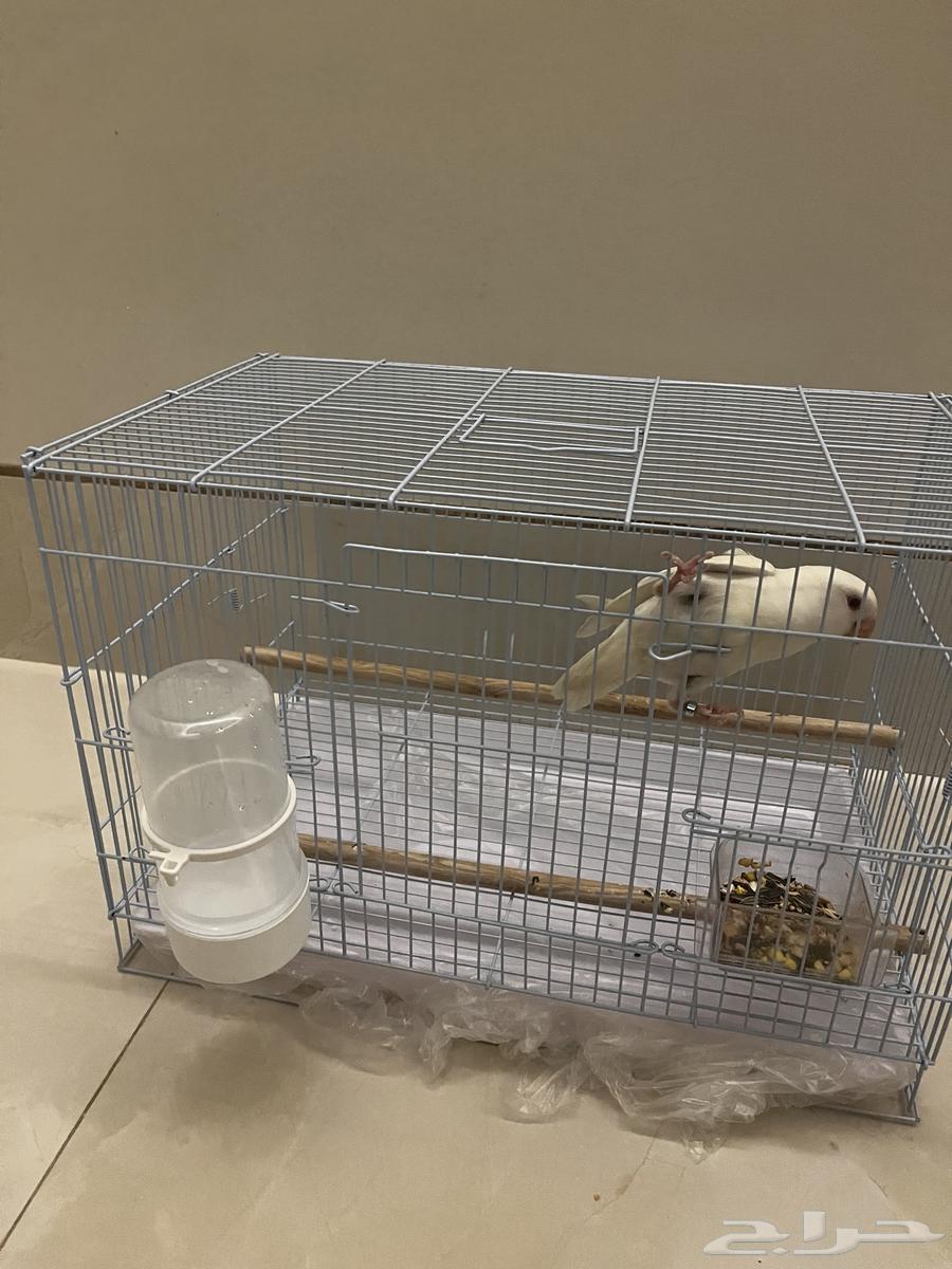 طير روز هدد خارجي داخلي نشبه64469432030849110