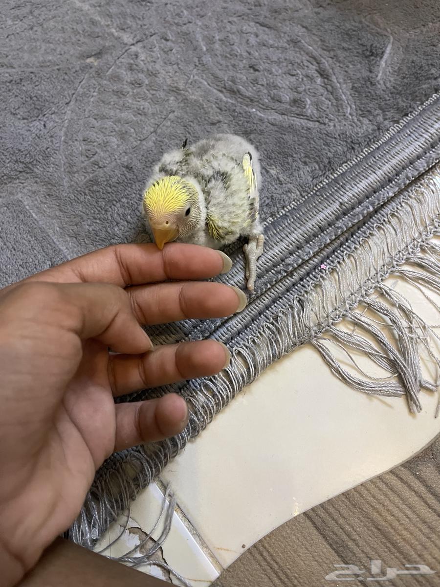 فرخ روز للبيع تم البيع64469264325761113