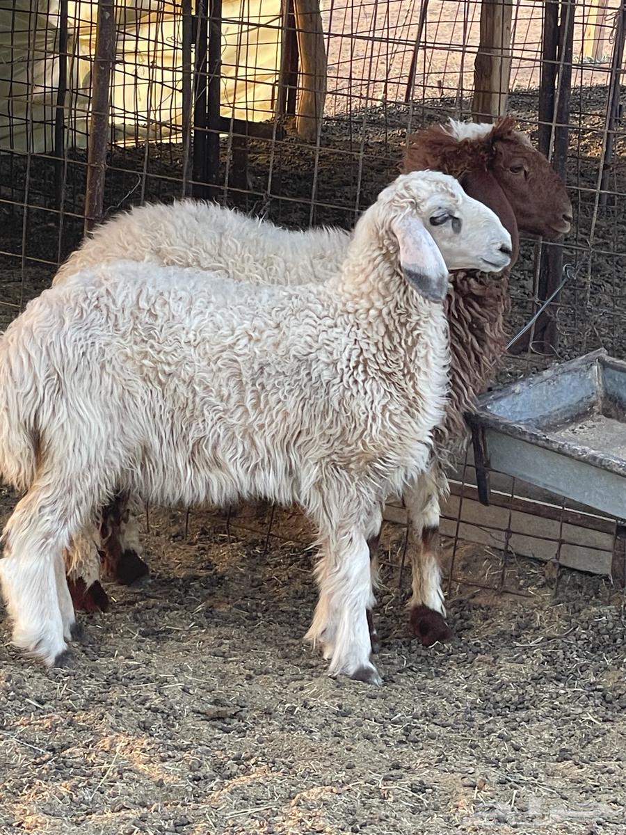 رخال نعيميه وحريه64469501693827113