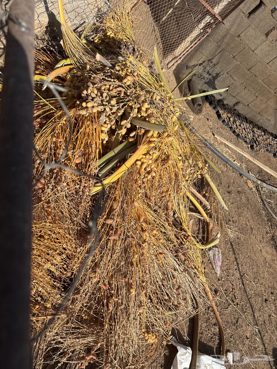 For sale new fodder dates64465871248385113