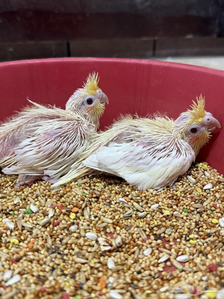 فروخ كوكتيل لاتينو غر ( تم البيع )64465758962817111