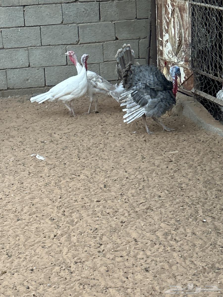 Roman set64469181292802110