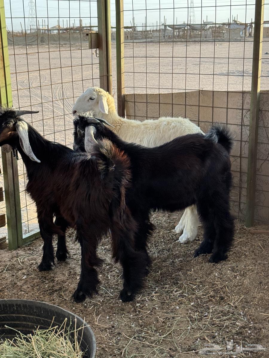 Two refrigerator racks and painting64466628684162111