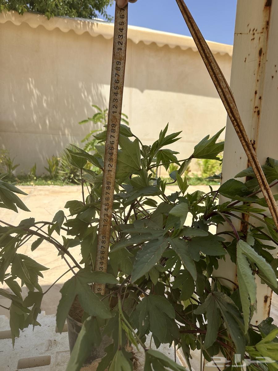 Hibiscus seedlings. (Red hibiscus) Seedling 3 riyals per seedling64466698022658110