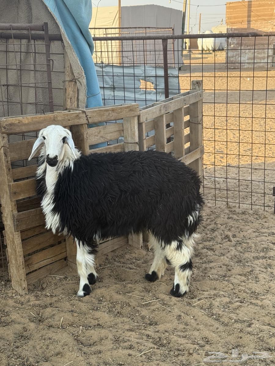 A heifer with a back full of fat64468862064769111