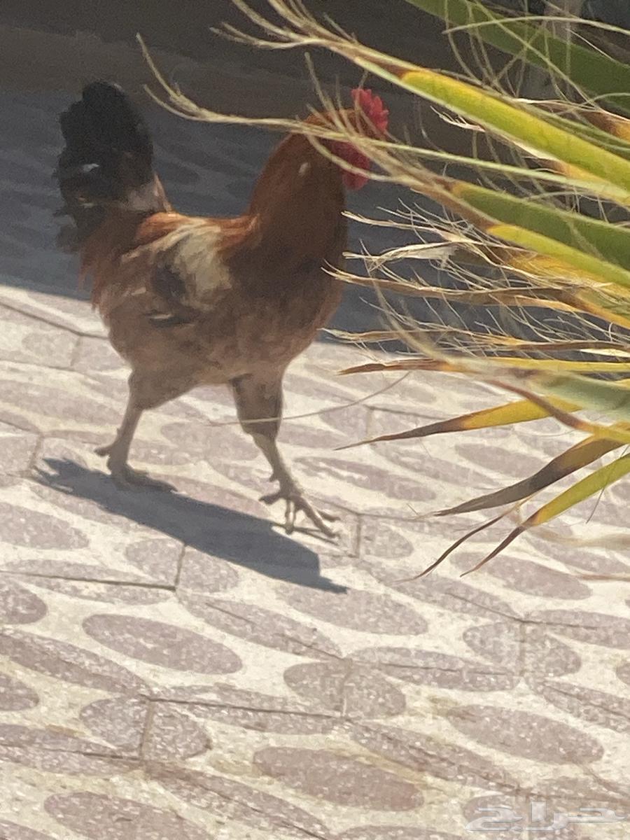 ديكين للبيع اثنين 6064468189943171111