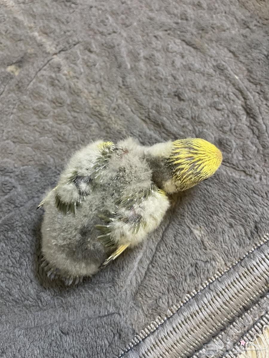 فرخ روز للبيع تم البيع64469264325761111