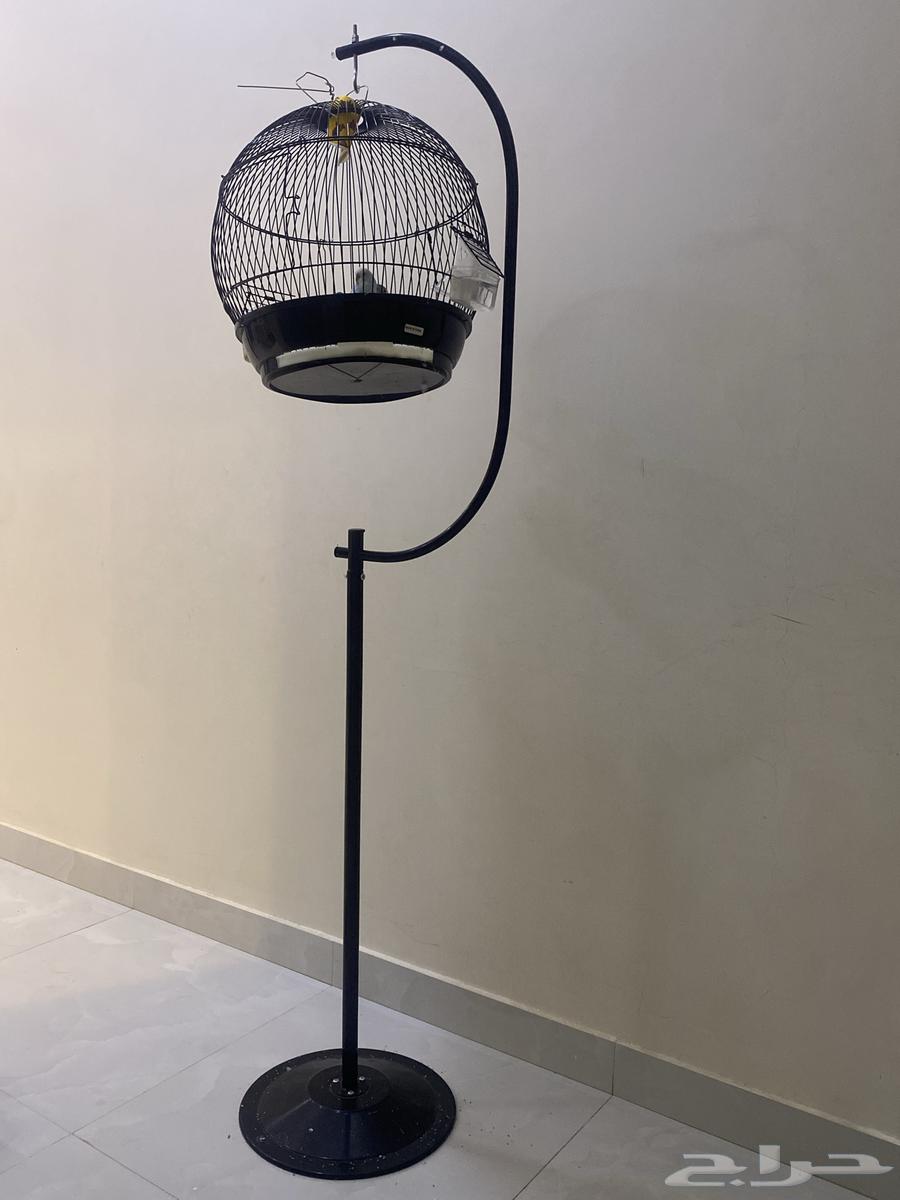 طيور العدد 2 للبيع مع القفص (ذكور كل الاثنين)64467996417921113