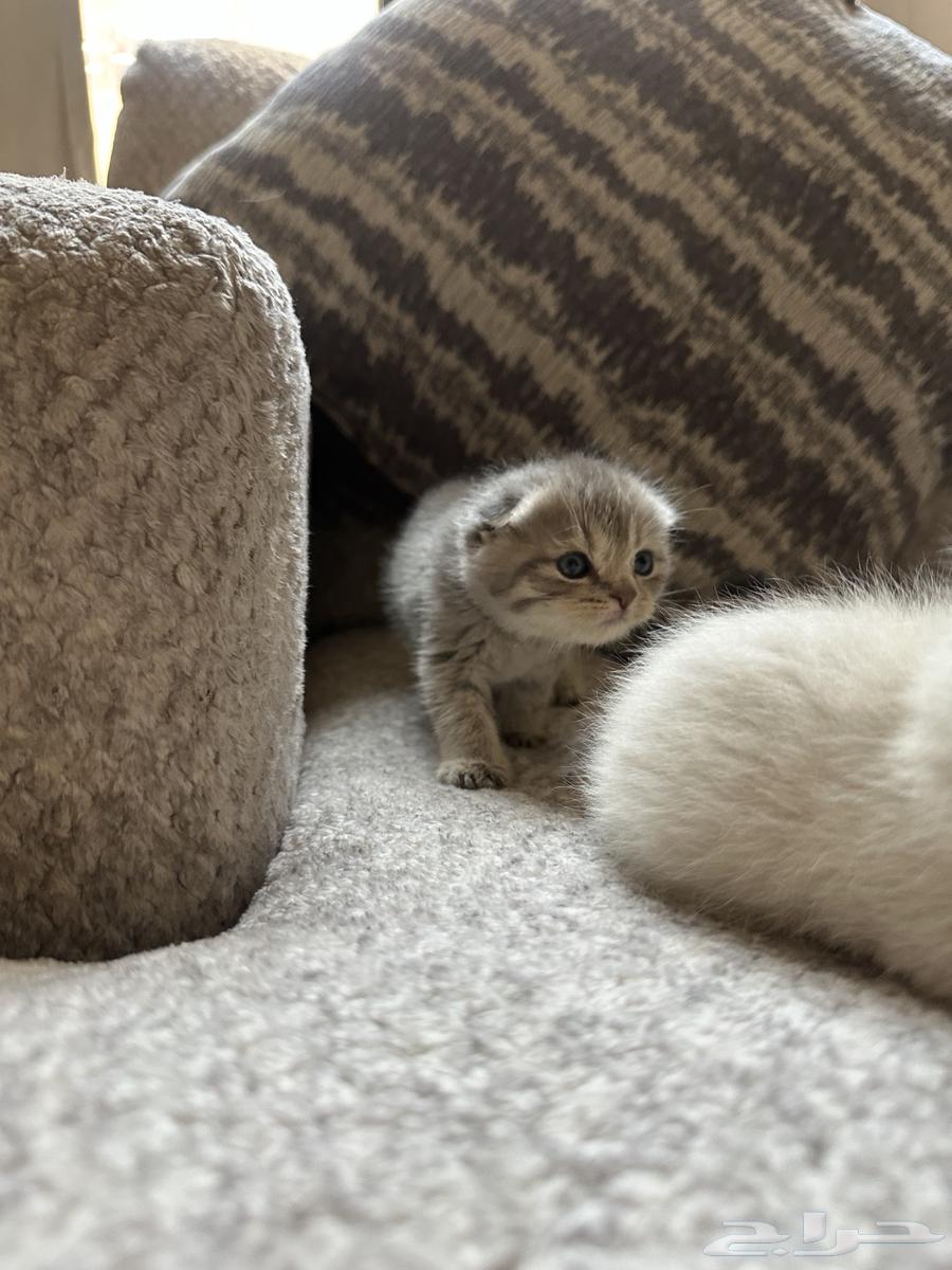 قطط سكوتش فولد للبيع64471075154818113